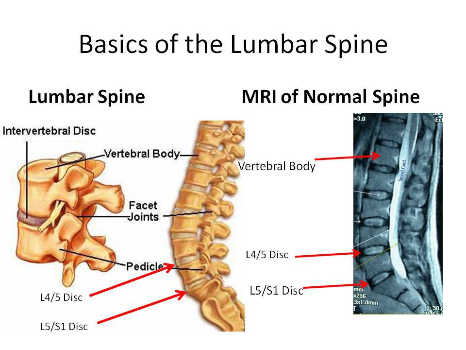 Where is the lumbar spine located on your back?