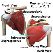 muscles-of-rotator-cuff