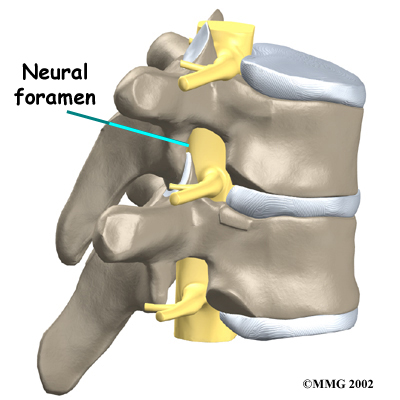 neural-foramen