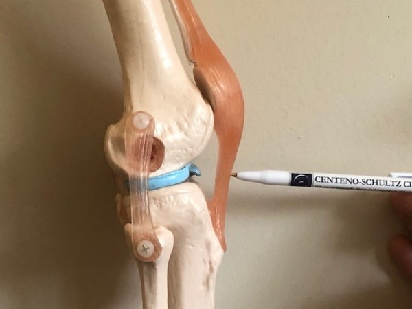 Anatomy Of The Patellar Tendon - Everything You Need To Know - Dr