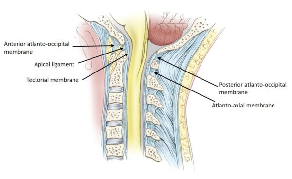 atlanto occipital joint
