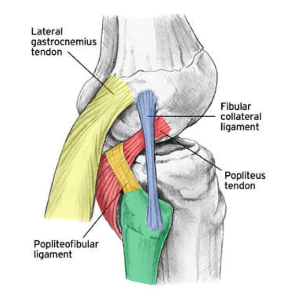 Fibular collateral ligament