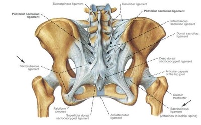posterior si ligaments