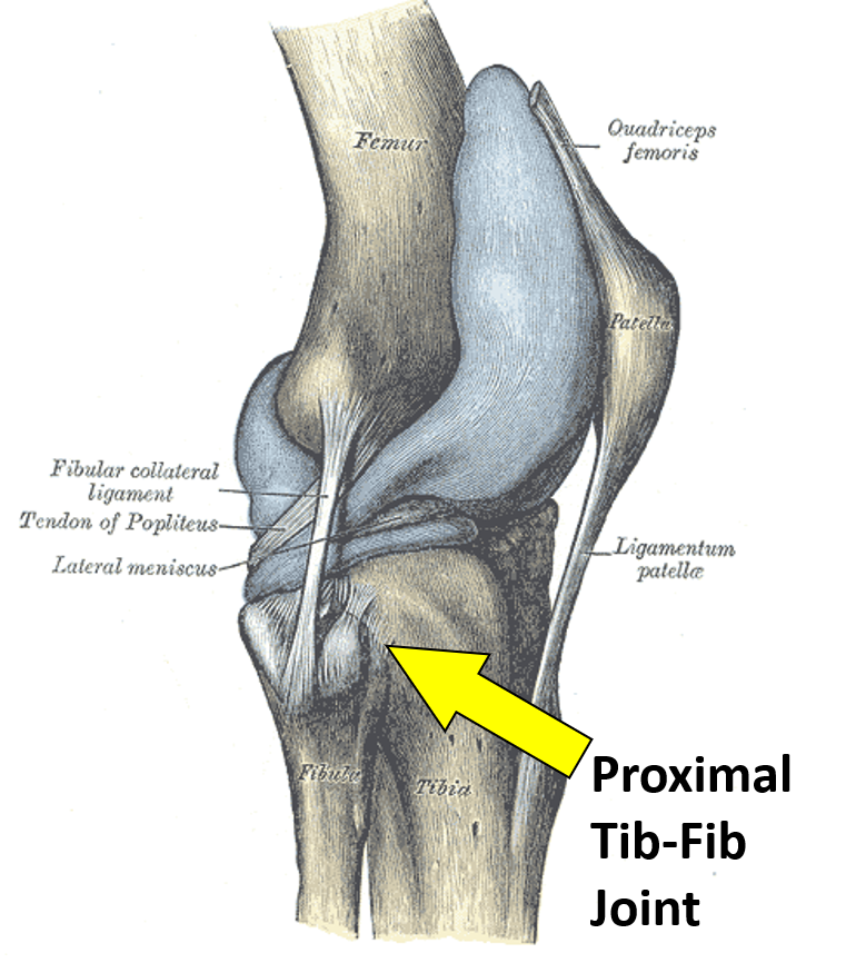 Fibular Head Pain? Here's What to Do! - Centeno-Schultz