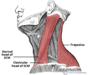 trapezius and clavical of SCM