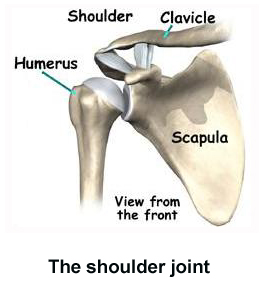 shoulder-joint