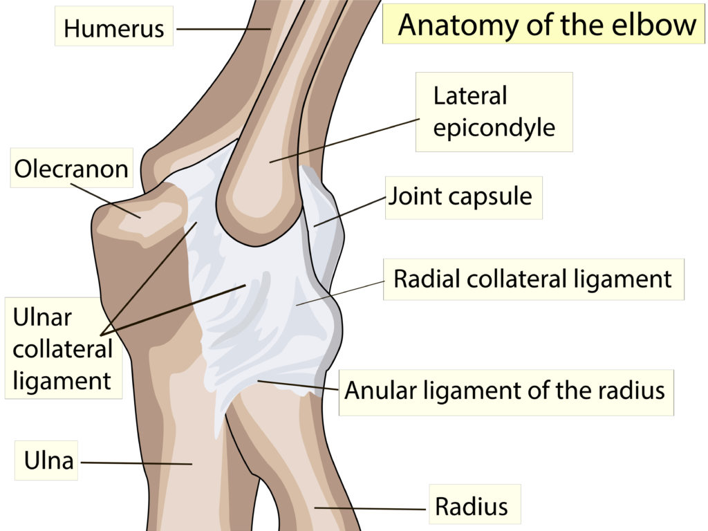 golfer's elbow / medial epicondylitis - anatomical view of the elbow