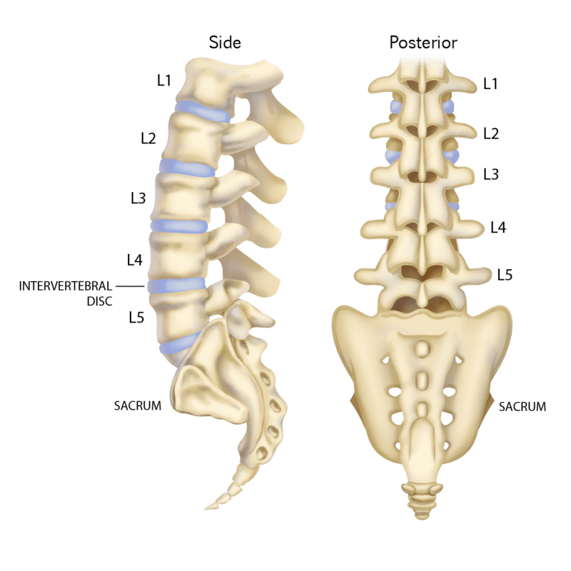 Thoracic And Lumbar Spine - All You Need To Know