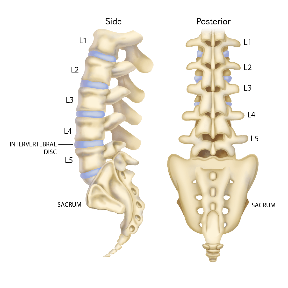 Thoracic And Lumbar Spine - All You Need To Know