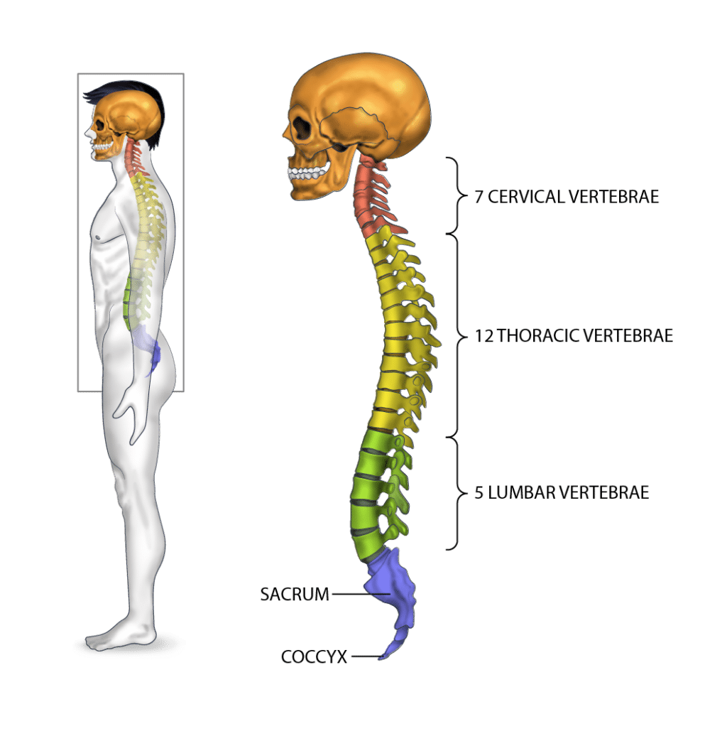 Thoracic And Lumbar Spine - All You Need To Know