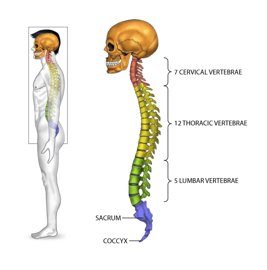 Thoracic And Lumbar Spine Biology Diagrams