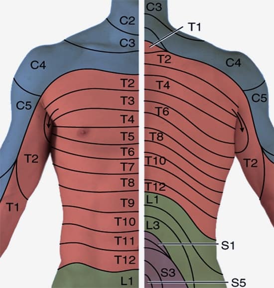 cervical nerve root dermatomes