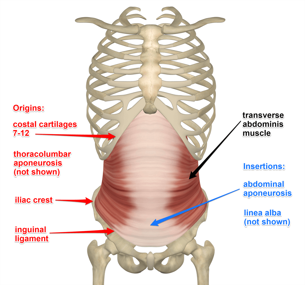 transversus abdominus muscle