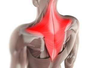 area that may be affected by your ac joint