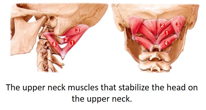 upper neck muscles CCI